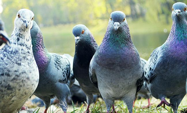 Google Pigeon Update